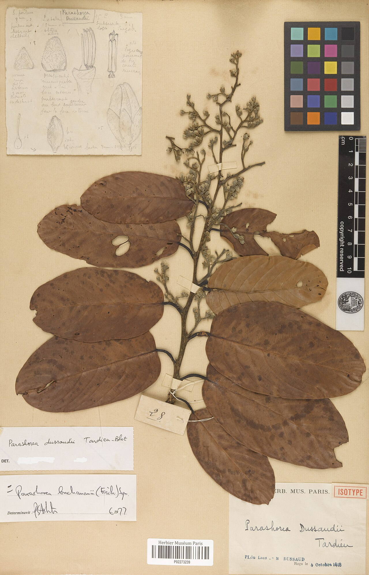Parashorea buchananii: Parashorea buchananii . Collected in Lao People’s Democratic Republic