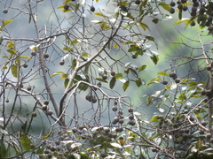White seraya (Parashorea densiflora)