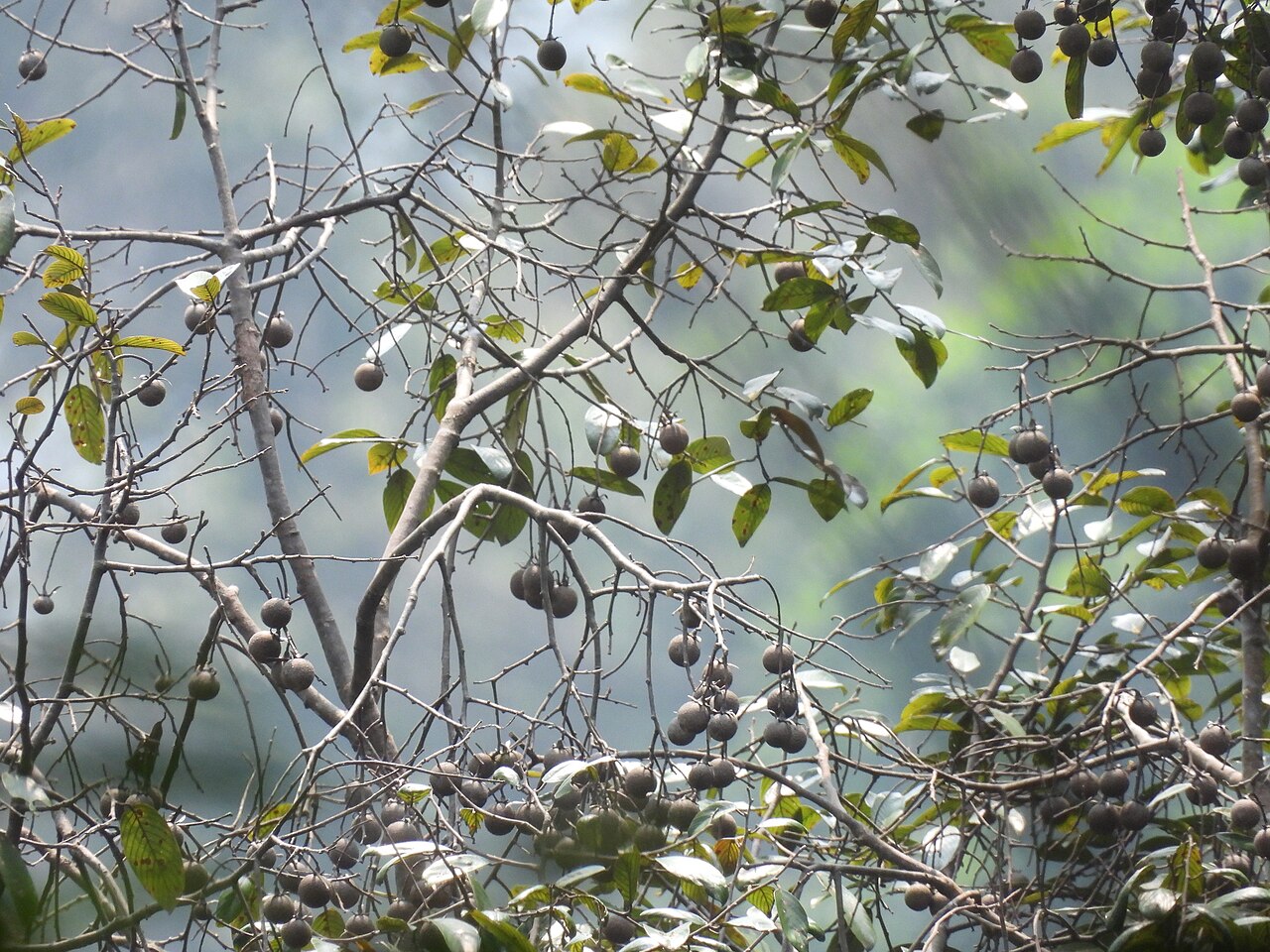 White seraya: Parashorea densiflora in Malaysia