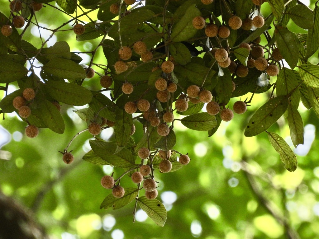 White seraya (Parashorea densiflora)