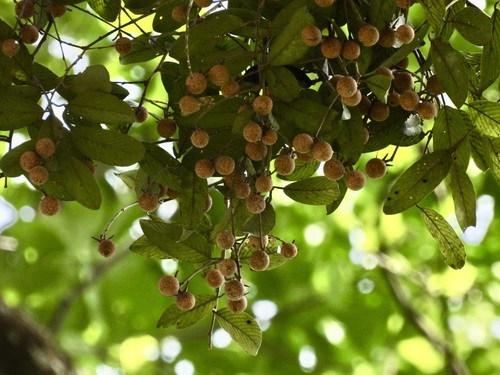 White seraya (Parashorea densiflora)