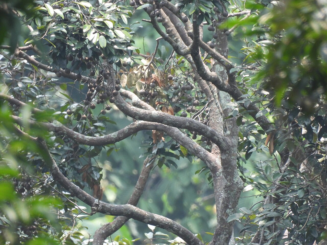 White seraya: Parashorea densiflora in Malaysia