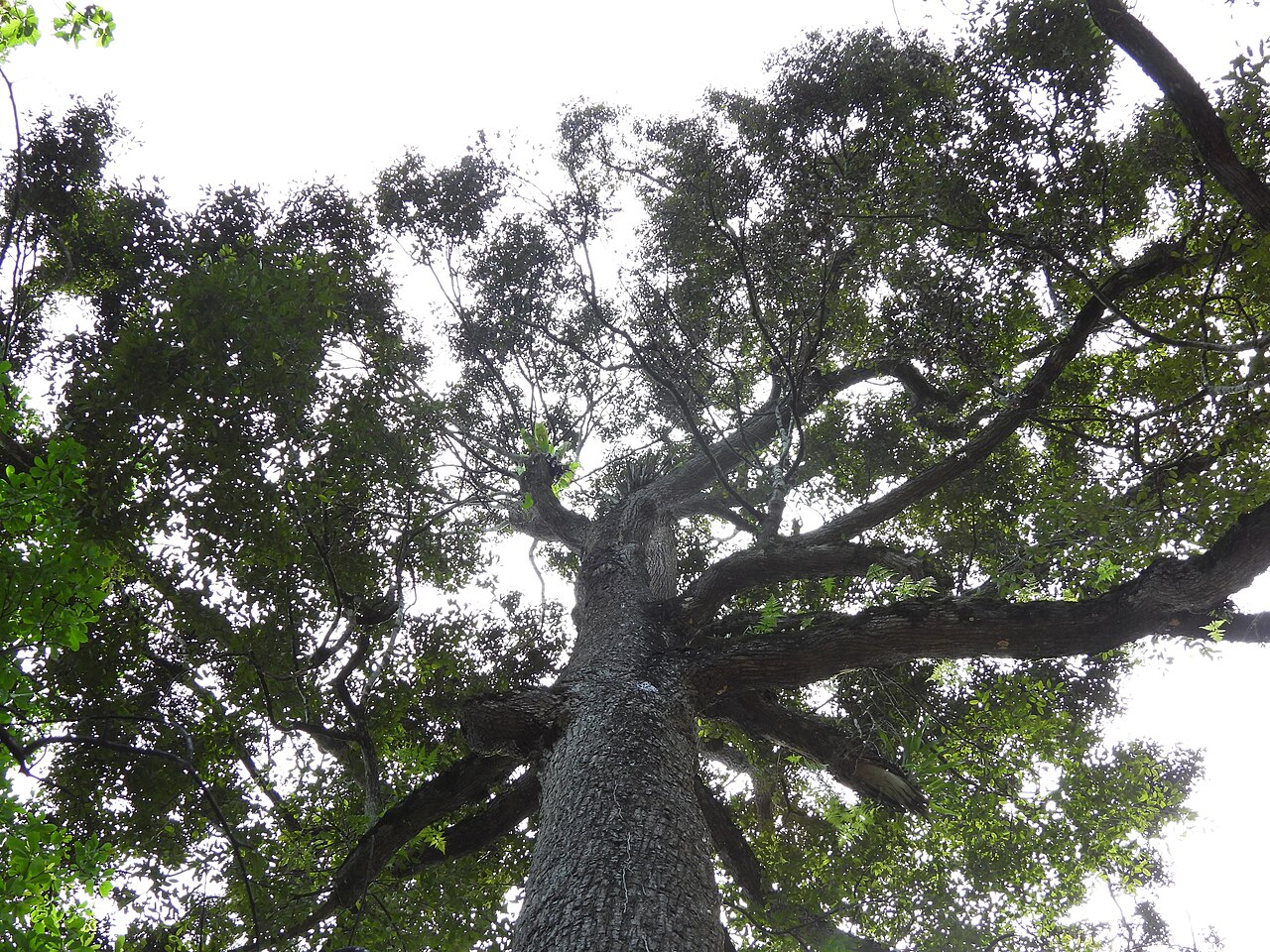 White seraya: Parashorea densiflora in Malaysia