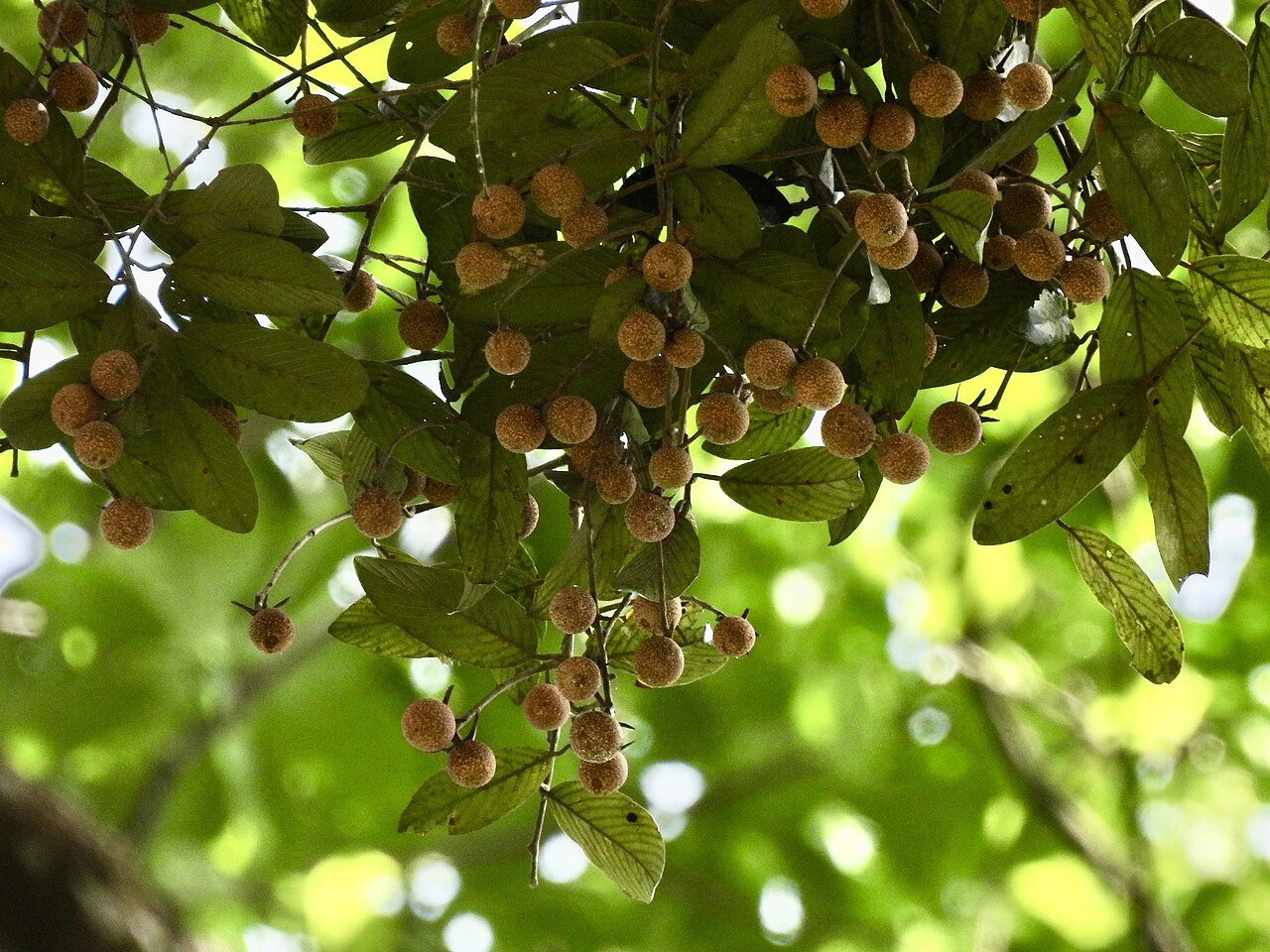 White seraya: Parashorea densiflora in Malaysia