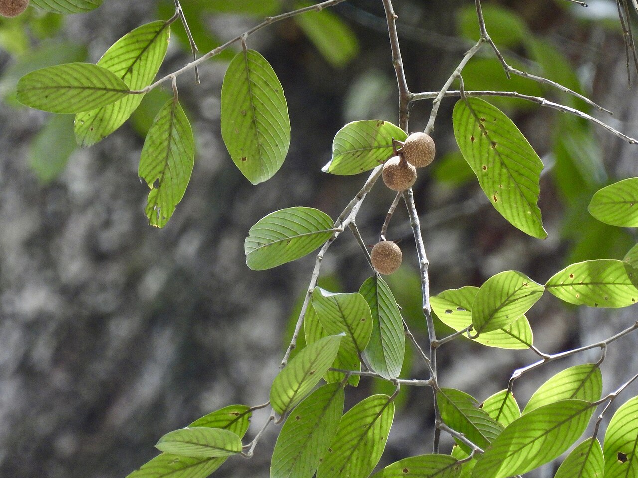 White seraya: Parashorea densiflora in Malaysia