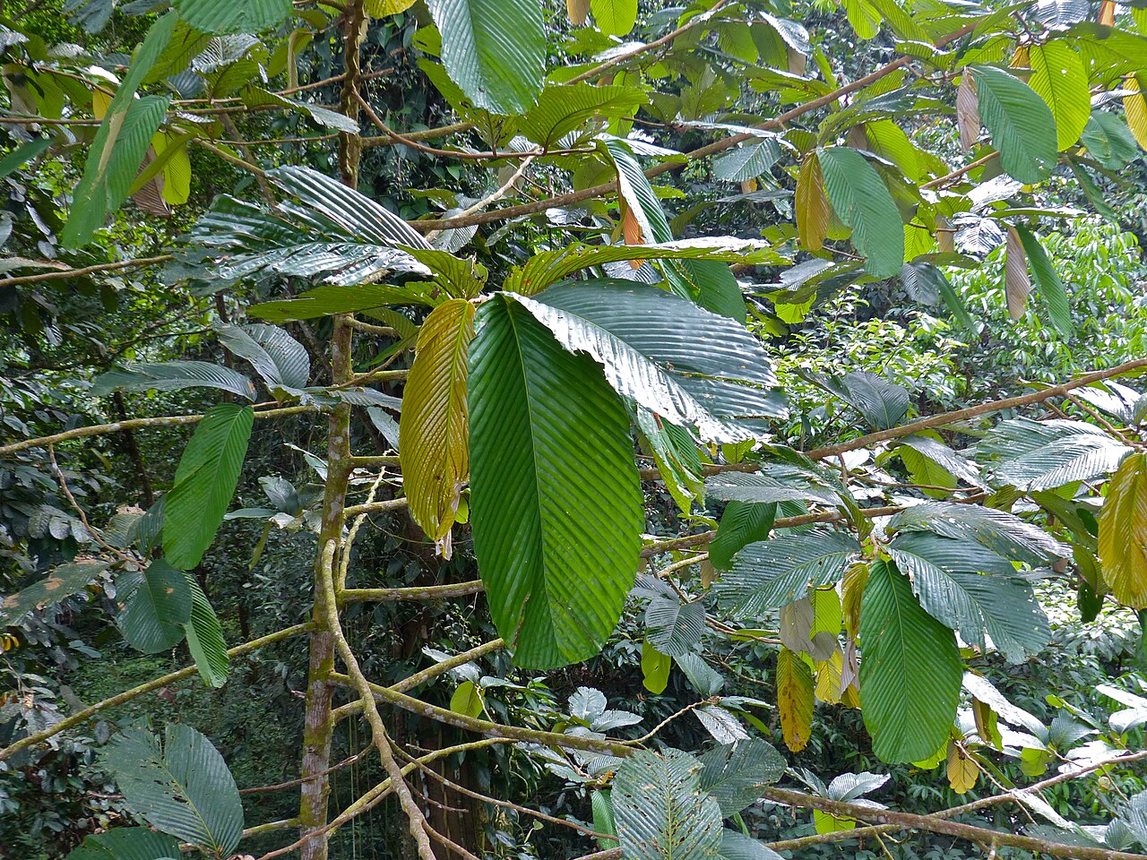 White seraya: Mulu Canopy Skywalk, Mulu NP, Sarawak, MALAYSIA