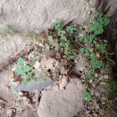 Parietaria alsinifolia (Parietaria alsinifolia)