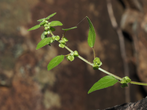 Parietaria cardiostegia (Parietaria cardiostegia)