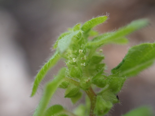 Parietaria cardiostegia (Parietaria cardiostegia)