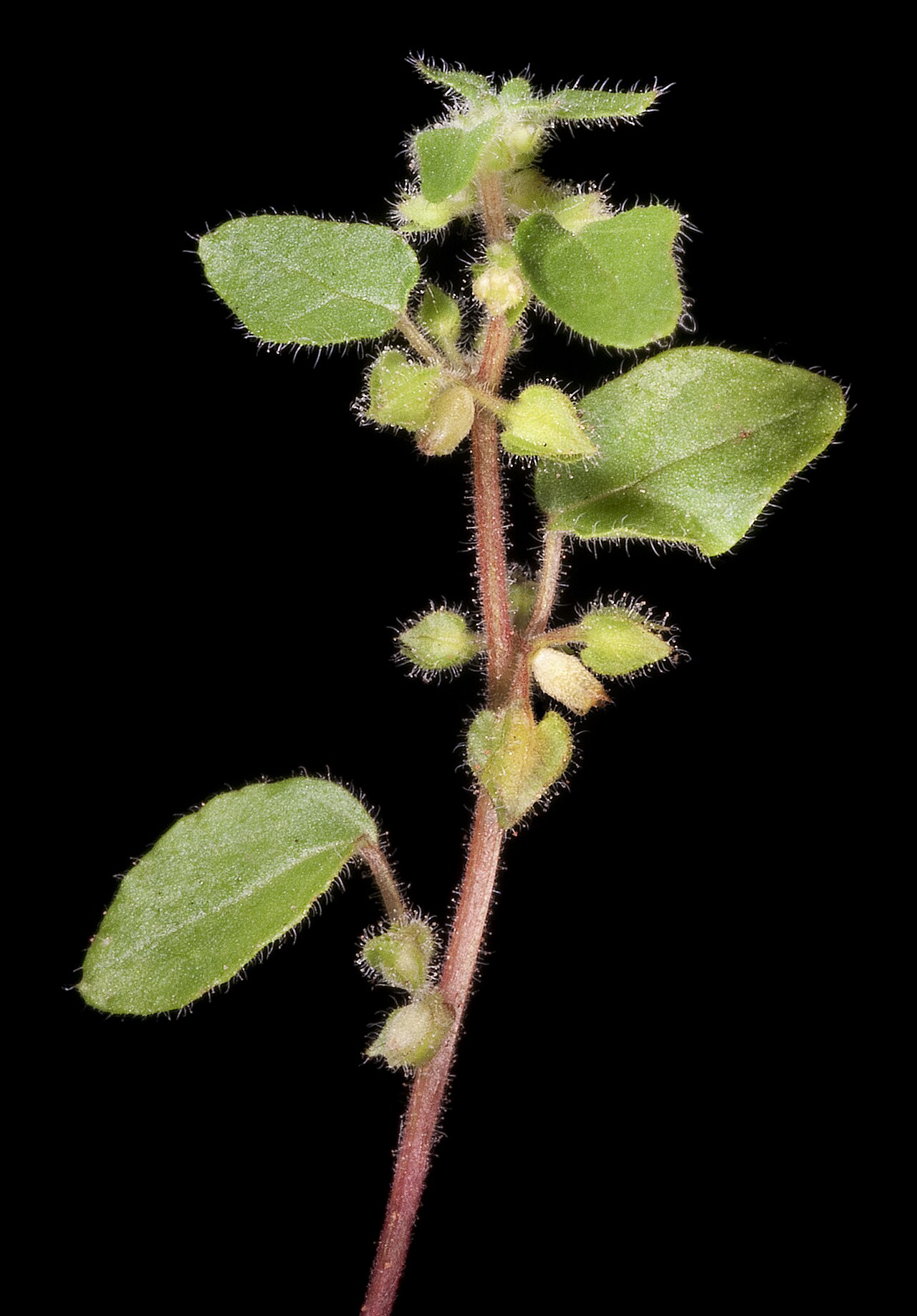 Parietaria cardiostegia: KRT4667