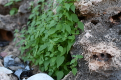 Parietaria cardiostegia (Parietaria cardiostegia)