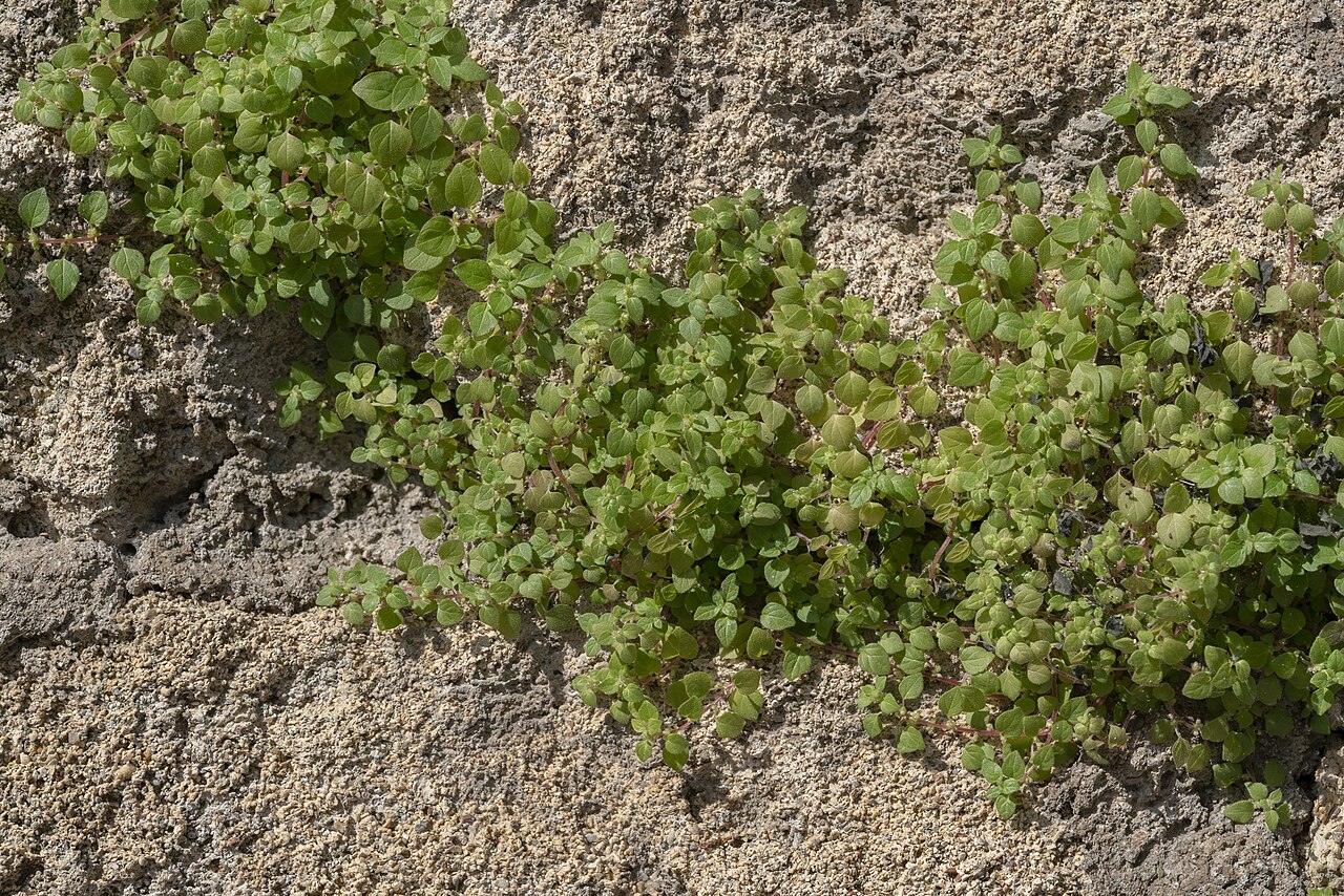 Parietaria cretica: Cretan Pellitory-of-the-wall