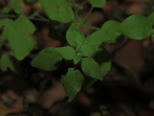 Small-flower pellitory (Parietaria debilis)