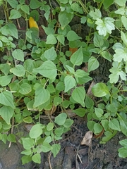 Small-flower pellitory (Parietaria debilis)