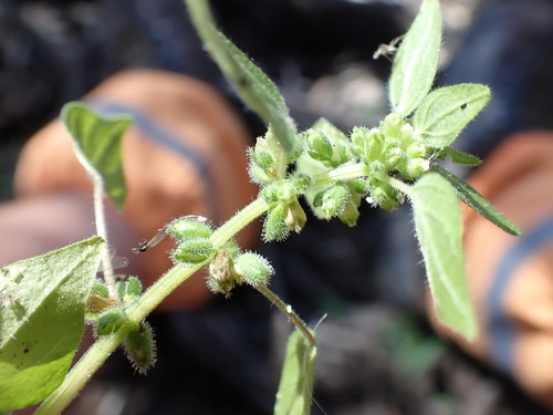 Small-flower pellitory (Parietaria debilis)