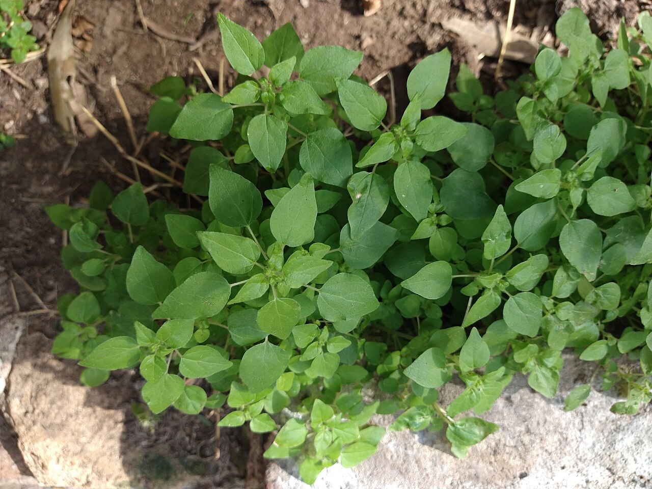 Small-flower pellitory: New Zealand Pellitory