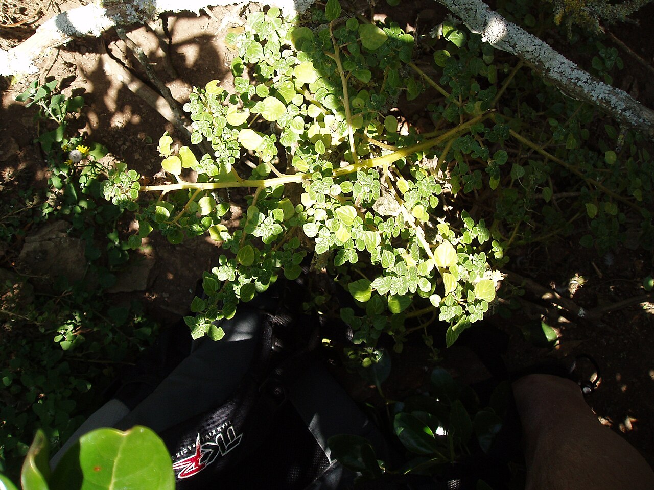 Small-flower pellitory (Parietaria debilis)