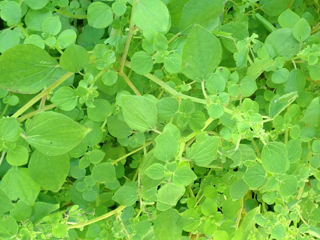 Small-flower pellitory (Parietaria debilis)