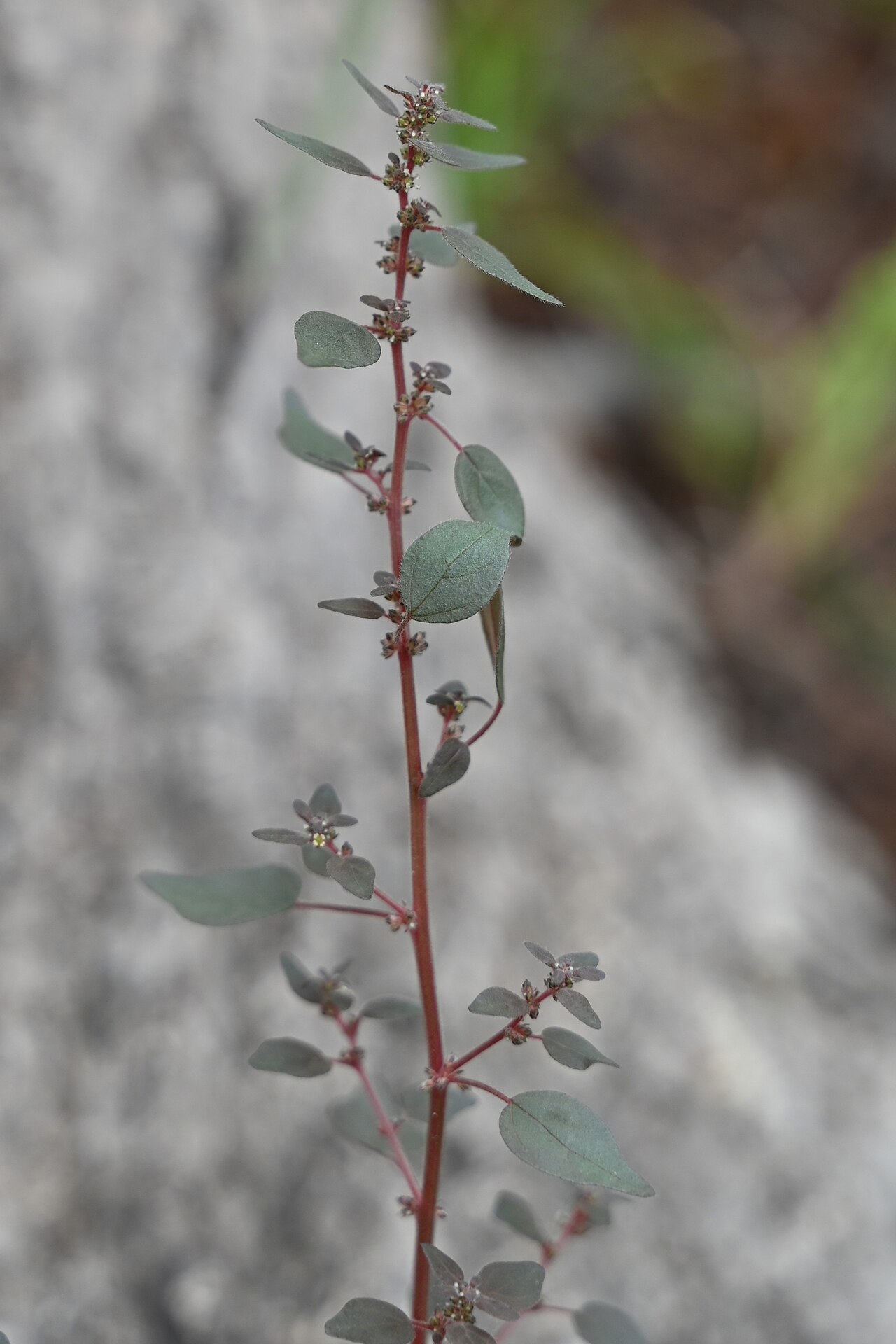 Small-flower pellitory: Parietaria debilis as a weed in Jardín Botánico Canario Viera y Clavijo, Gran Canaria