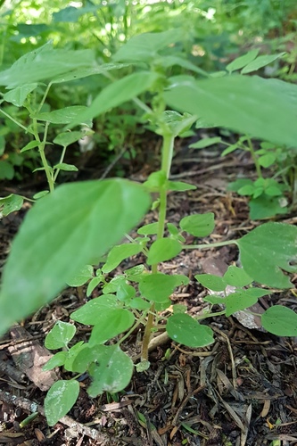 Small-flower pellitory (Parietaria debilis)