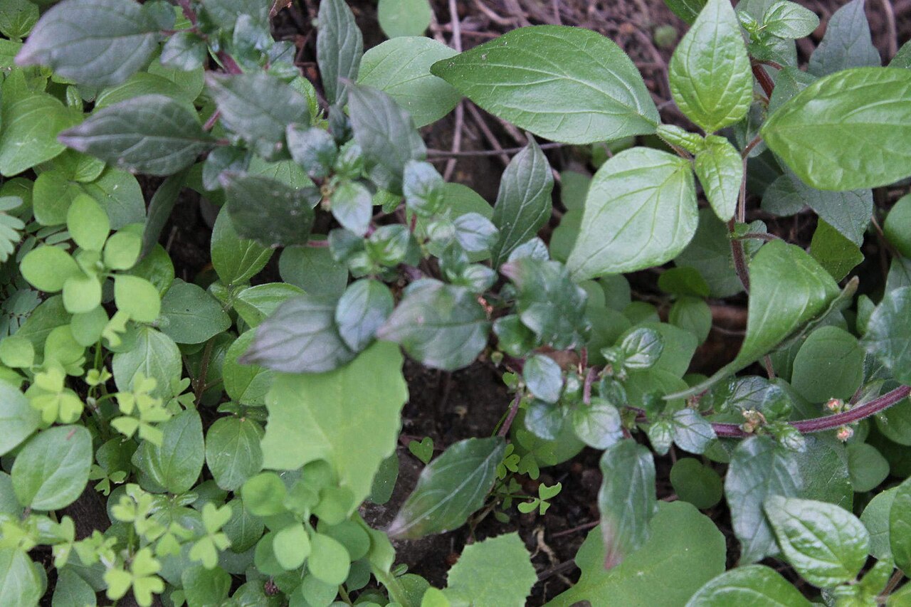 Small-flower pellitory: Parietaria judaica y debilis