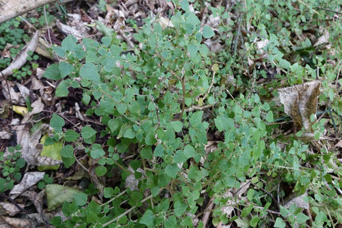 Small-flower pellitory (Parietaria debilis)