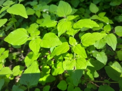 Small-flower pellitory (Parietaria debilis)