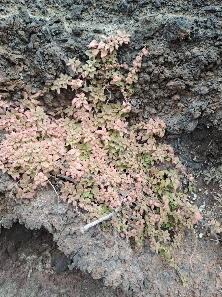Parietaria filamentosa (Parietaria filamentosa)