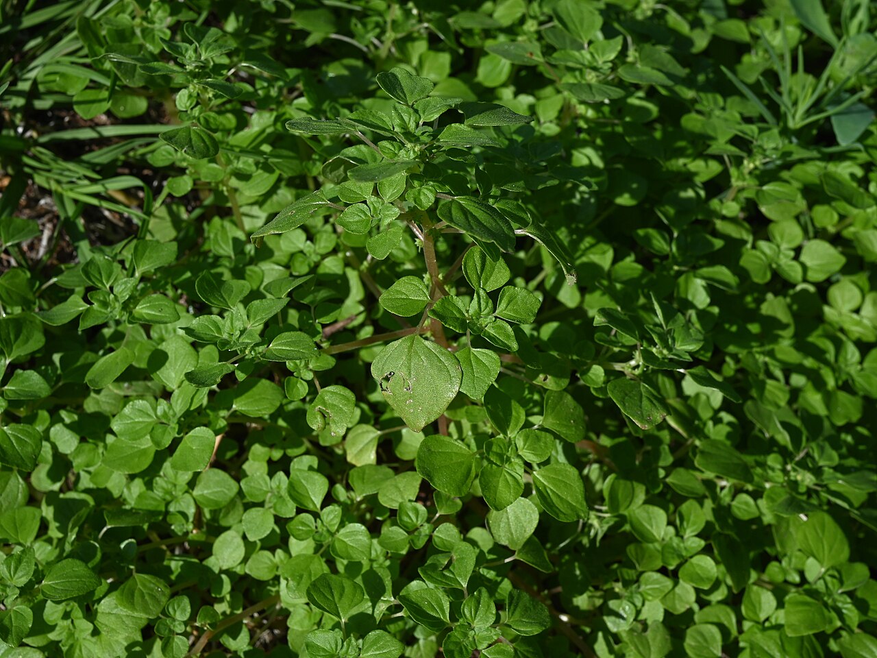 Florida pellitory: Parietaria floridana in Flamingo, Everglades NP, Florida, USA