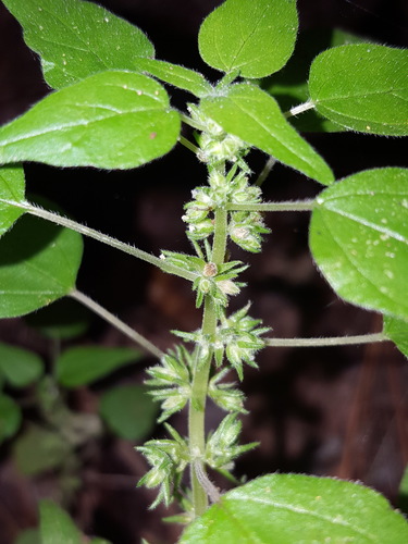 Florida pellitory (Parietaria floridana)