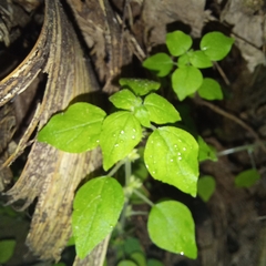 Florida pellitory (Parietaria floridana)
