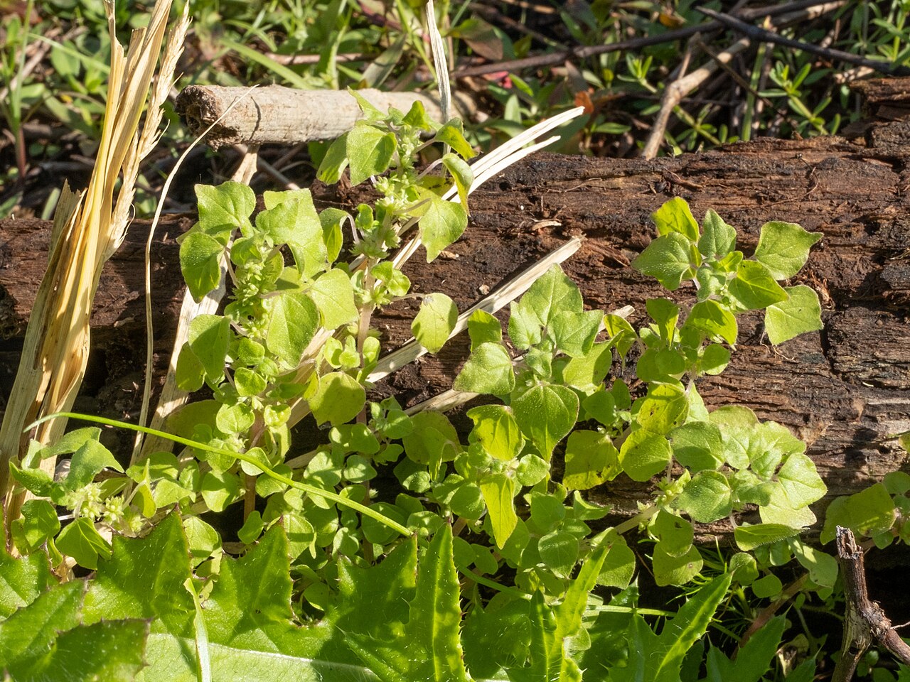 Florida pellitory: Florida Pellitory ( Parietaria floridana ) in the United States