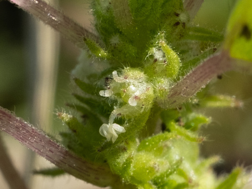 Florida pellitory (Parietaria floridana)