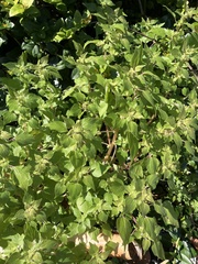 Florida pellitory (Parietaria floridana)