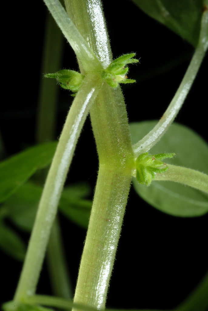 Florida pellitory (Parietaria floridana)