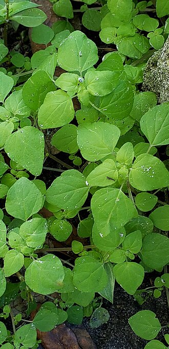 Florida pellitory: Florida Pellitory