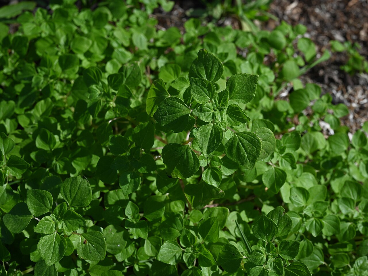 Florida pellitory: Parietaria floridana in Flamingo, Everglades NP, Florida, USA