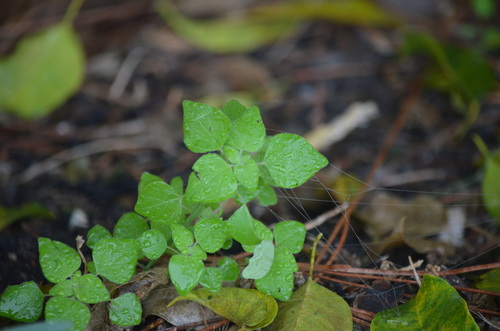 Florida pellitory (Parietaria floridana)