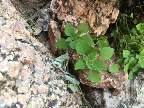 Rillita pellitory (Parietaria hespera)