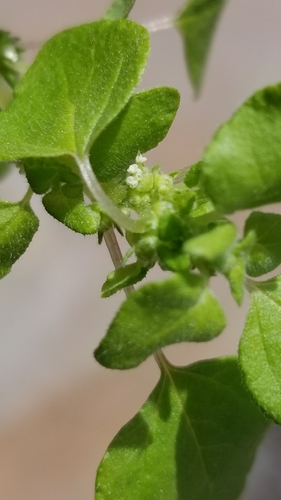 Rillita pellitory (Parietaria hespera)