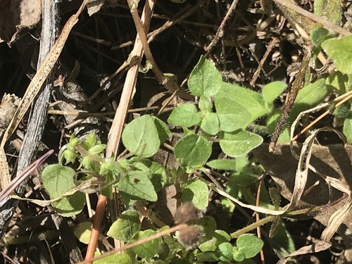 Rillita pellitory (Parietaria hespera)