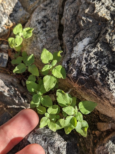 Rillita pellitory (Parietaria hespera)