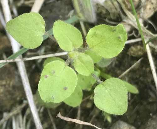 Rillita pellitory (Parietaria hespera)