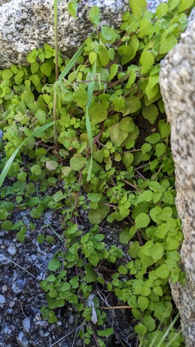 Rillita pellitory (Parietaria hespera)