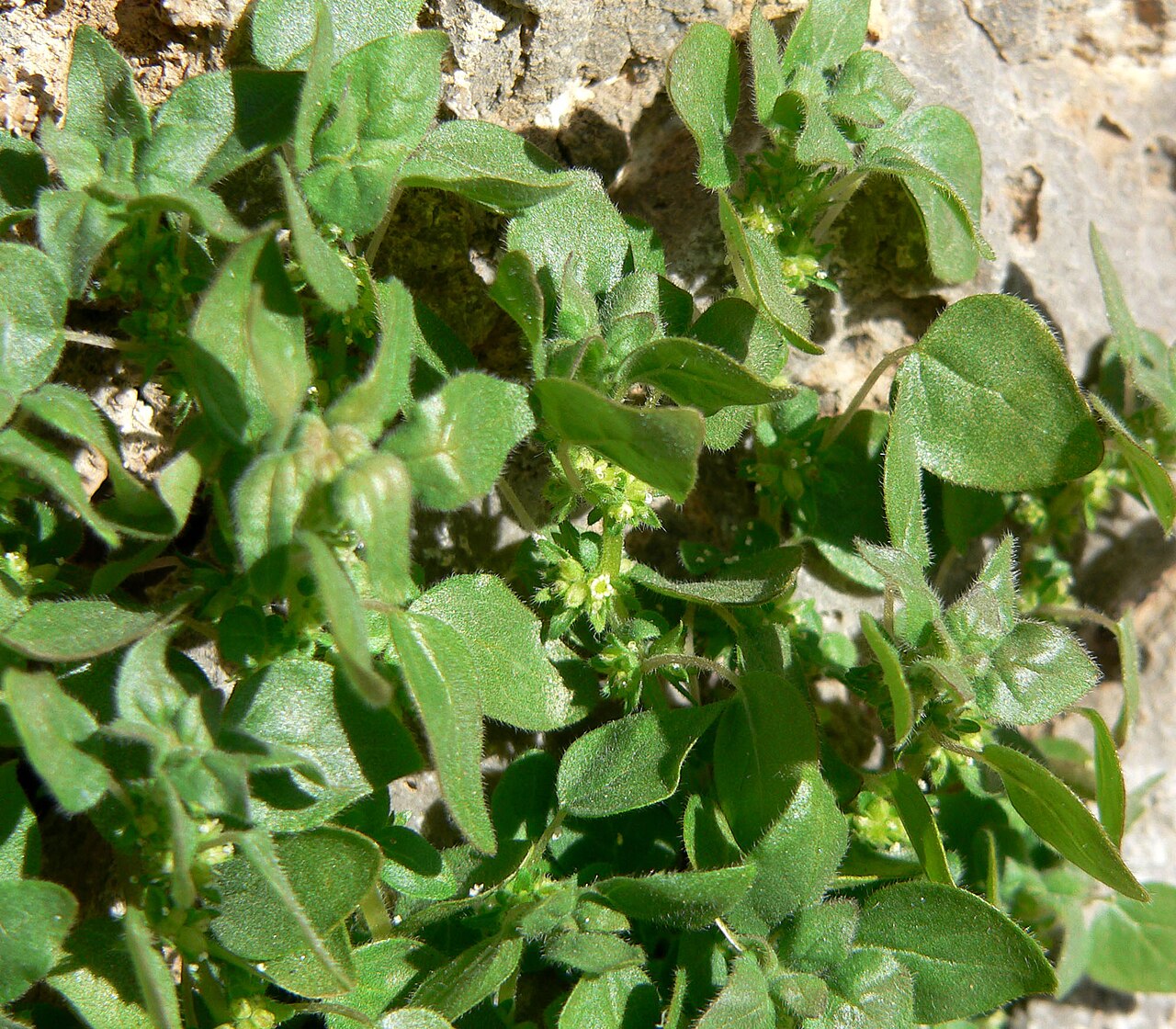 Rillita pellitory: Parietaria hespera var. hespera in an unnamed canyon in the Spring Mountains west of Cheyenne Avenue, Las Vegas, Nevada