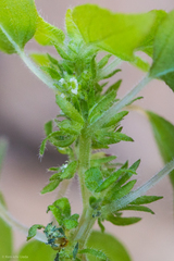 Rillita pellitory (Parietaria hespera)