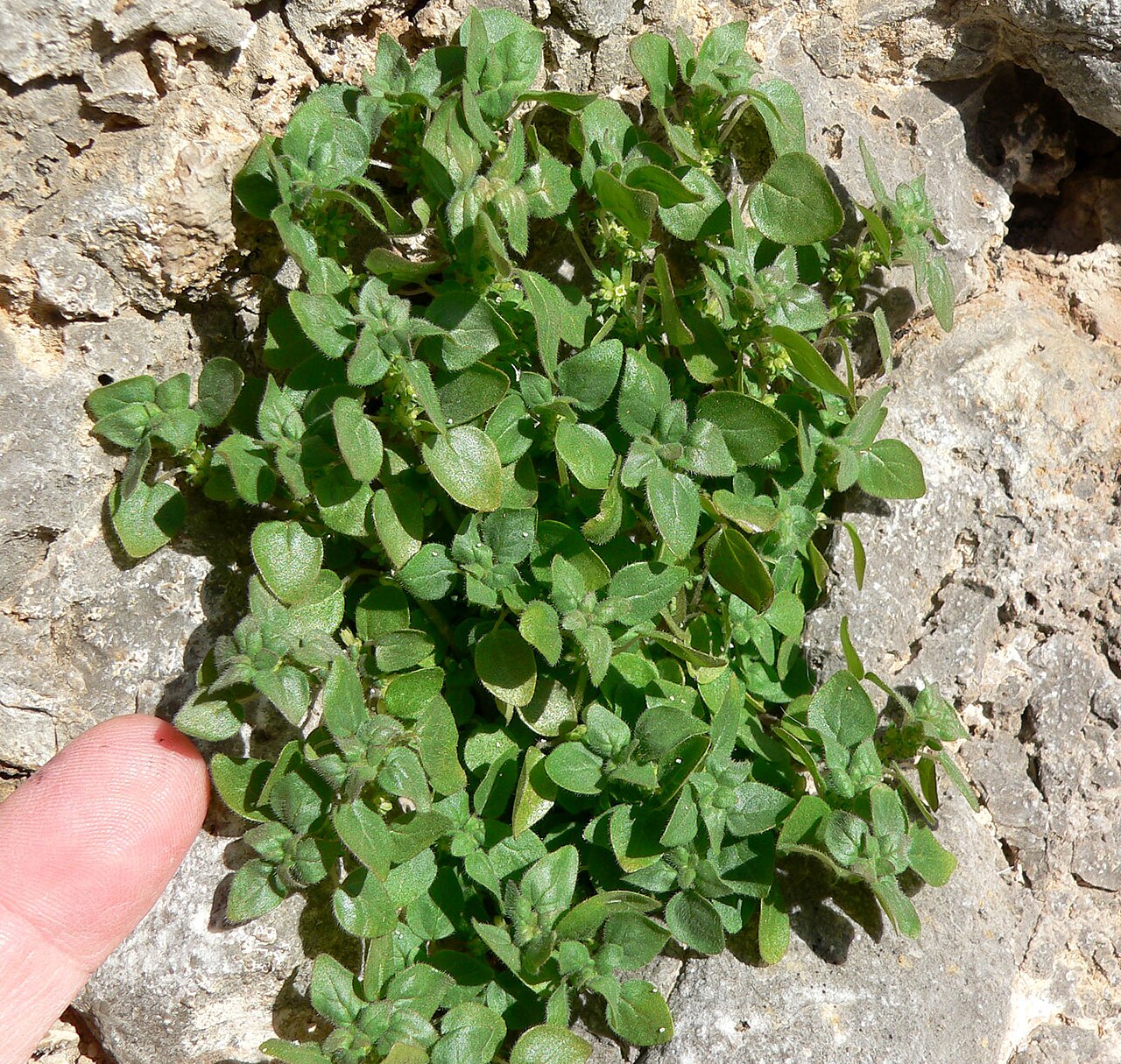 Rillita pellitory: Parietaria hespera var. hespera in an unnamed canyon in the Spring Mountains west of Cheyenne Avenue, Las Vegas, Nevada