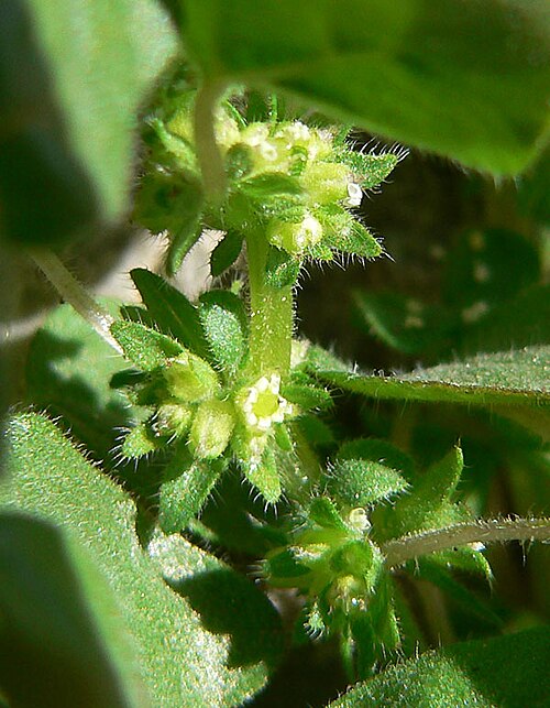 Rillita pellitory: Parietaria hespera var. hespera in an unnamed canyon in the Spring Mountains west of Cheyenne Avenue, Las Vegas, Nevada