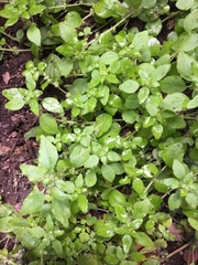 Rillita pellitory (Parietaria hespera)