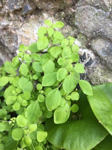 Rillita pellitory (Parietaria hespera)